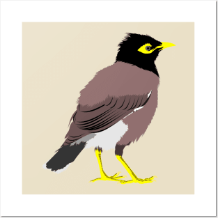 Common Myna Posters and Art